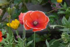 Papaver rhoeas